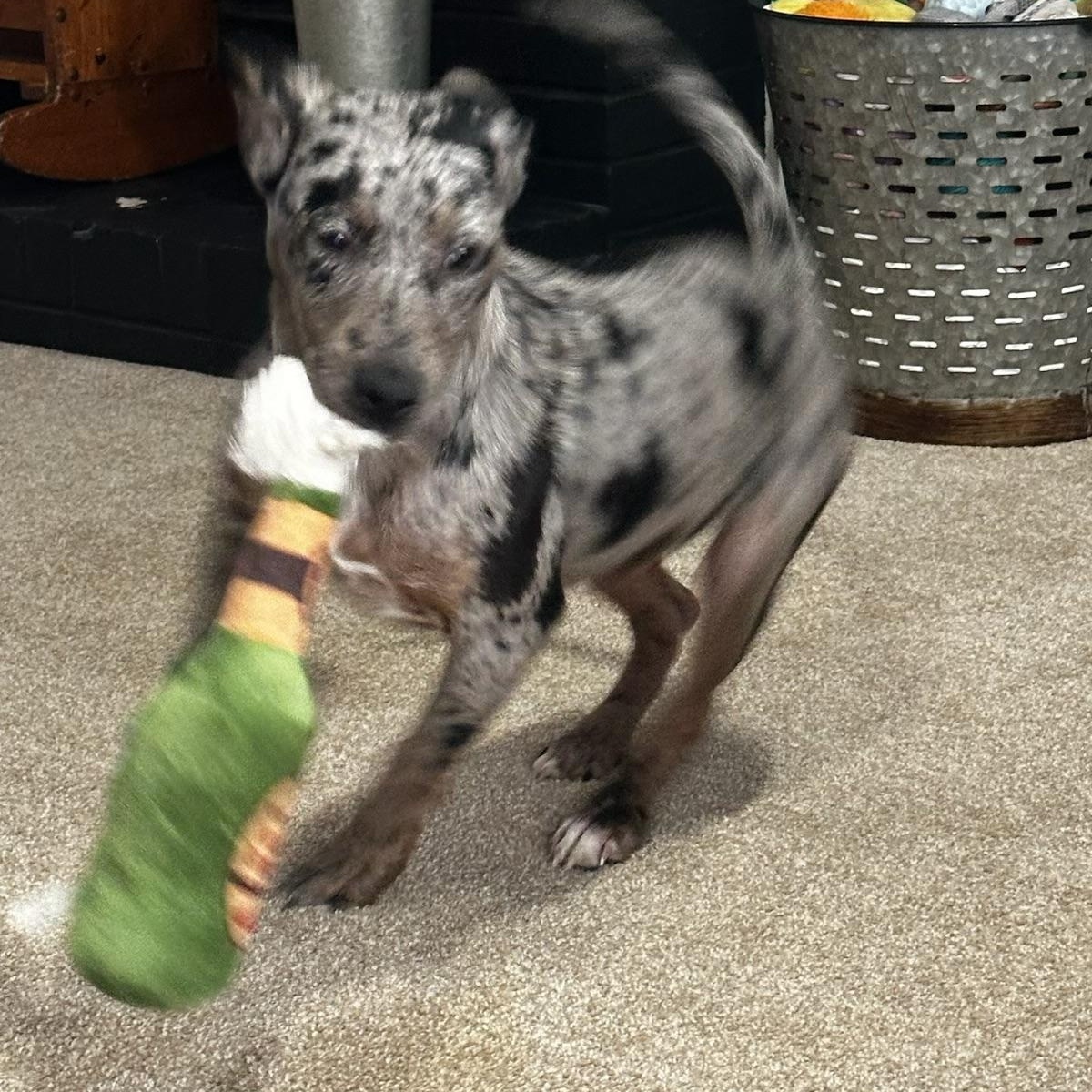 Enlarge Birdie, a Adopted Catahoula Leopard Dog in Blytheville, AR image 4/4