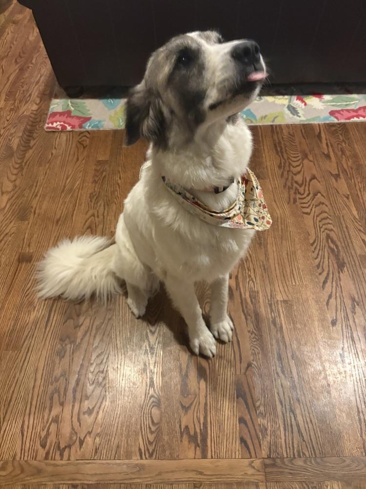 Enlarge Sweetheart, a Adoptable mixed breed in Willingboro, NJ image 1/6