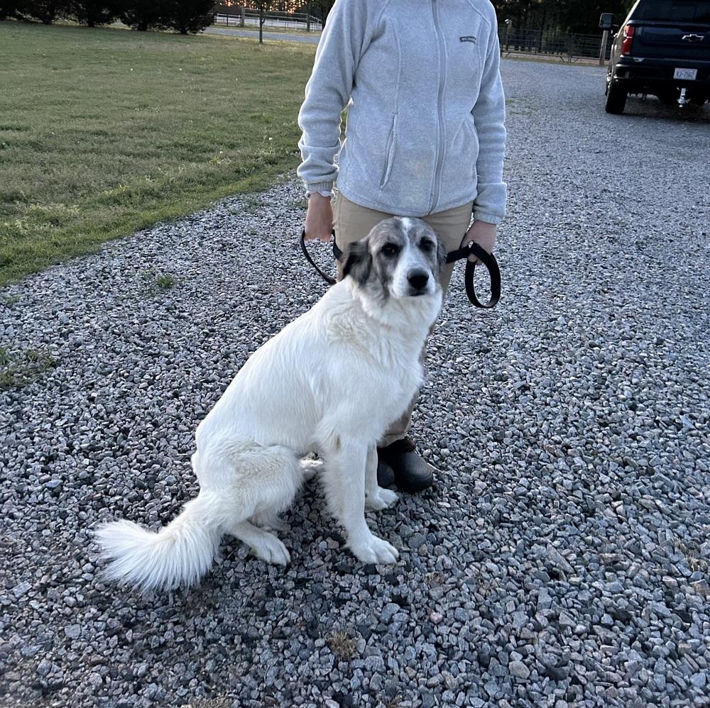 Enlarge Sweetheart, a Adoptable mixed breed in Willingboro, NJ image 2/6