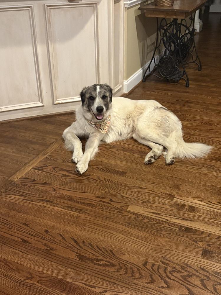 Enlarge Sweetheart, a Adoptable mixed breed in Willingboro, NJ image 3/6