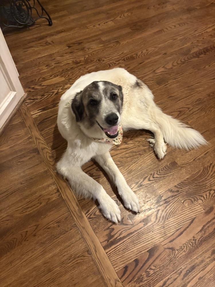 Enlarge Sweetheart, a Adoptable mixed breed in Willingboro, NJ image 4/6