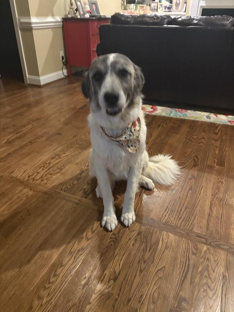 Enlarge Sweetheart, a Adoptable mixed breed in Willingboro, NJ image 5/6