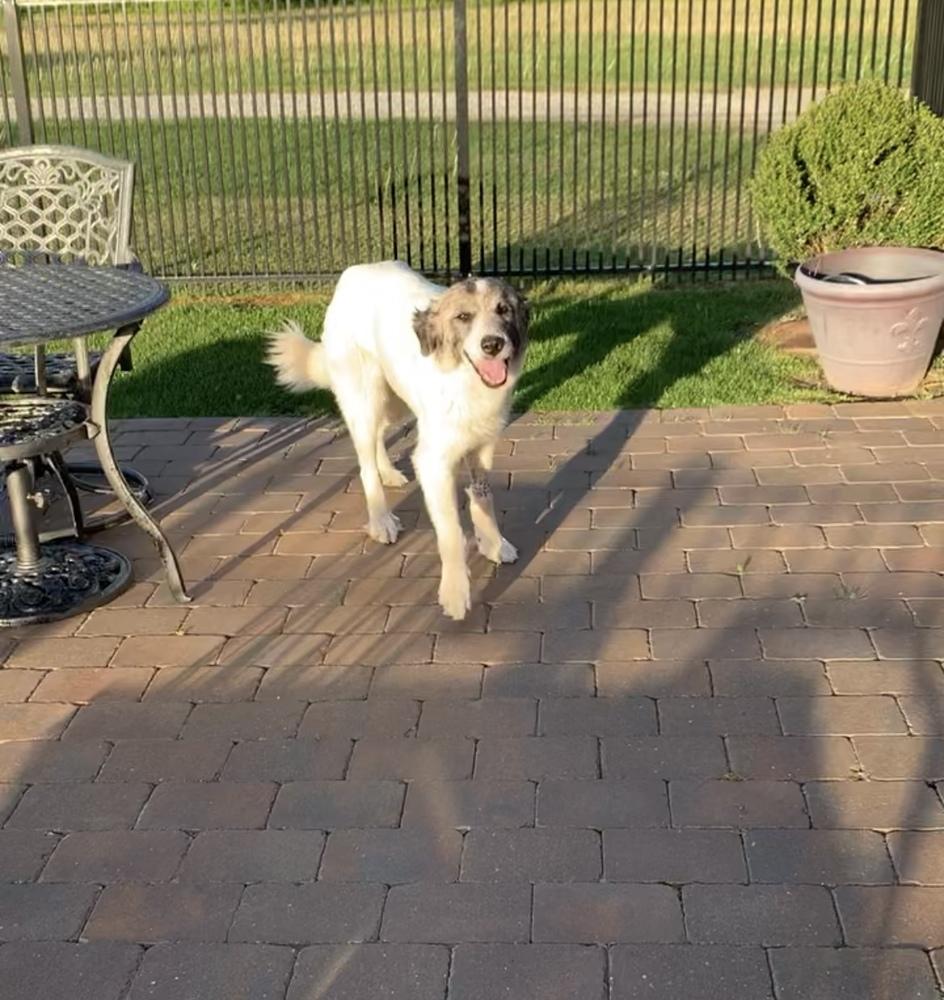 Enlarge Sweetheart, a Adoptable mixed breed in Willingboro, NJ image 6/6