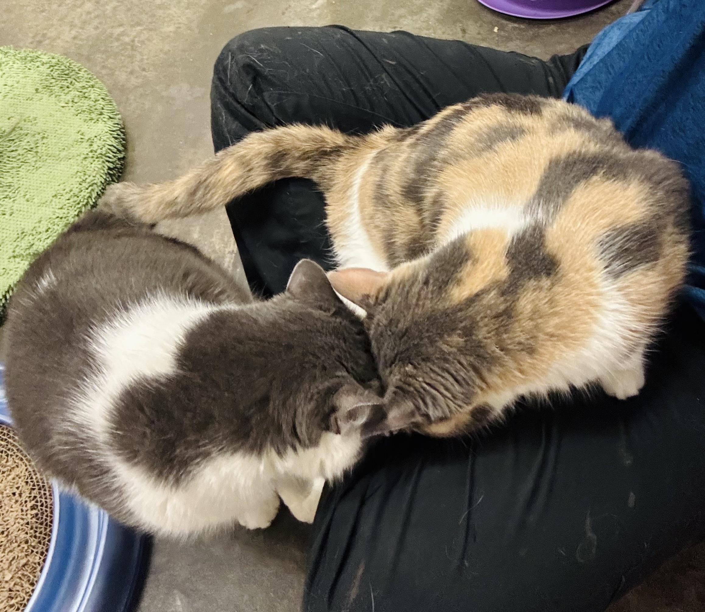 Winky, a Adoptable Domestic Short Hair in Salisbury, NC image 3/6