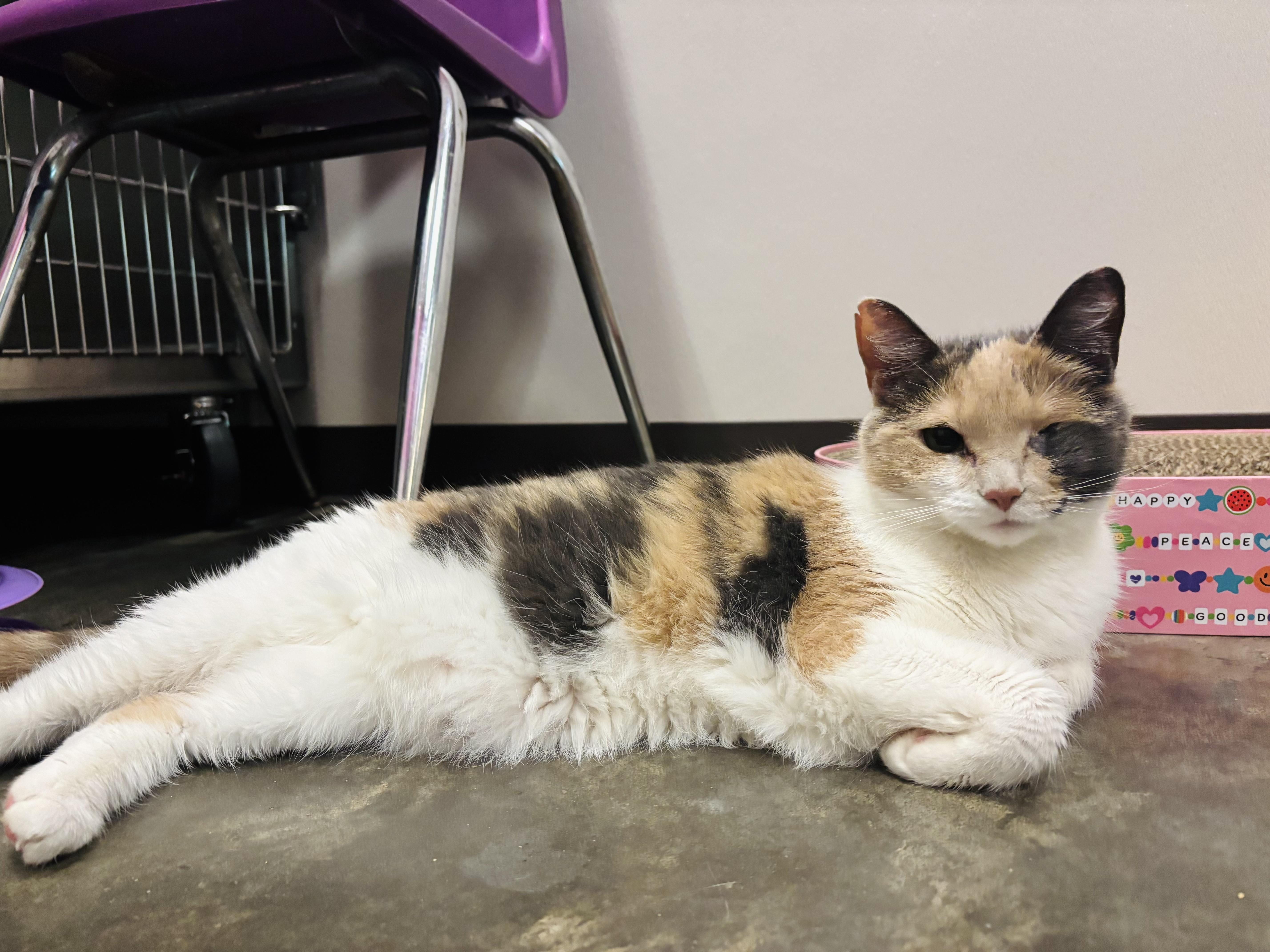 Winky, a Adoptable Domestic Short Hair in Salisbury, NC image 2/6