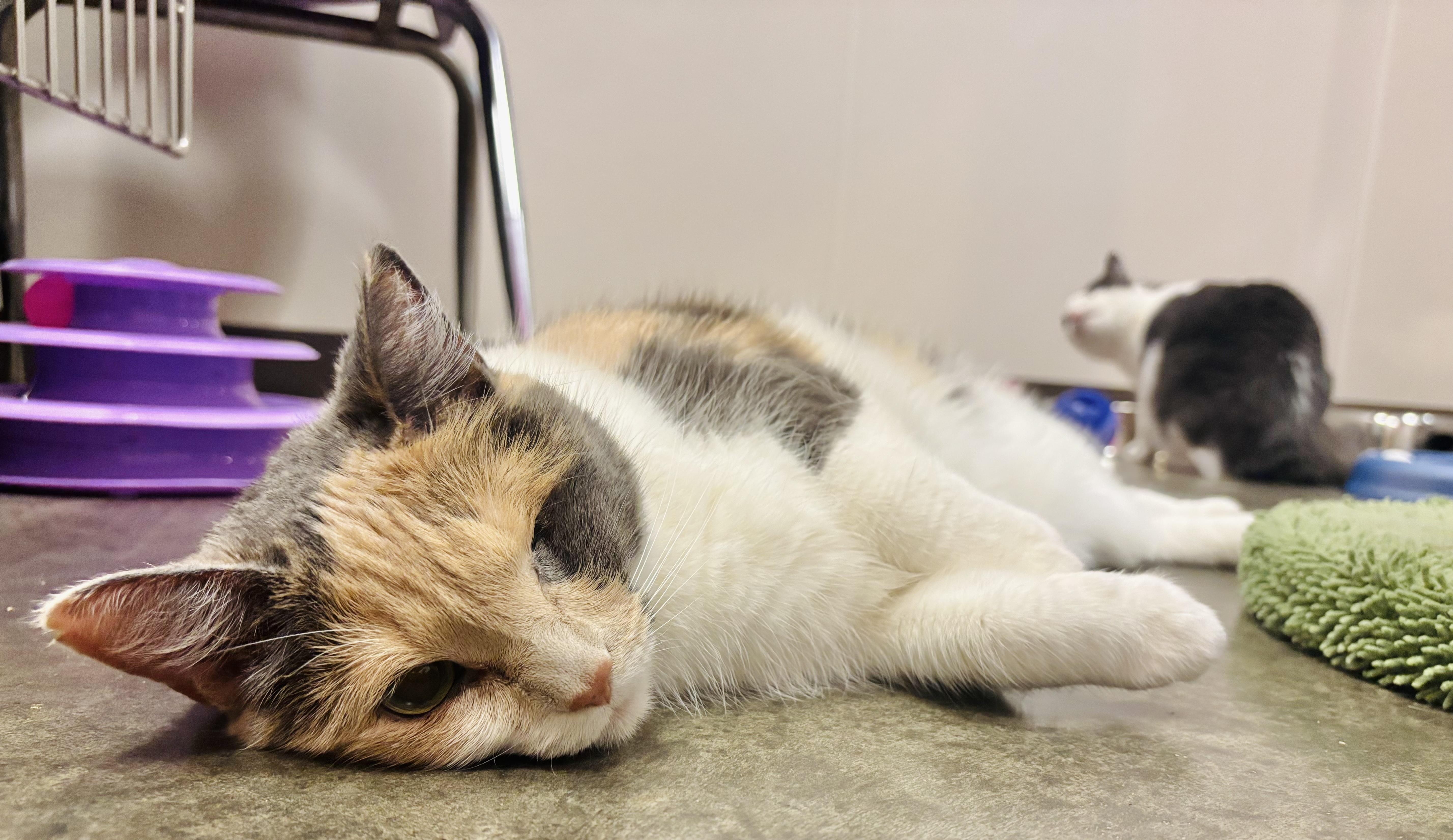 Winky, a Adoptable Domestic Short Hair in Salisbury, NC image 4/6