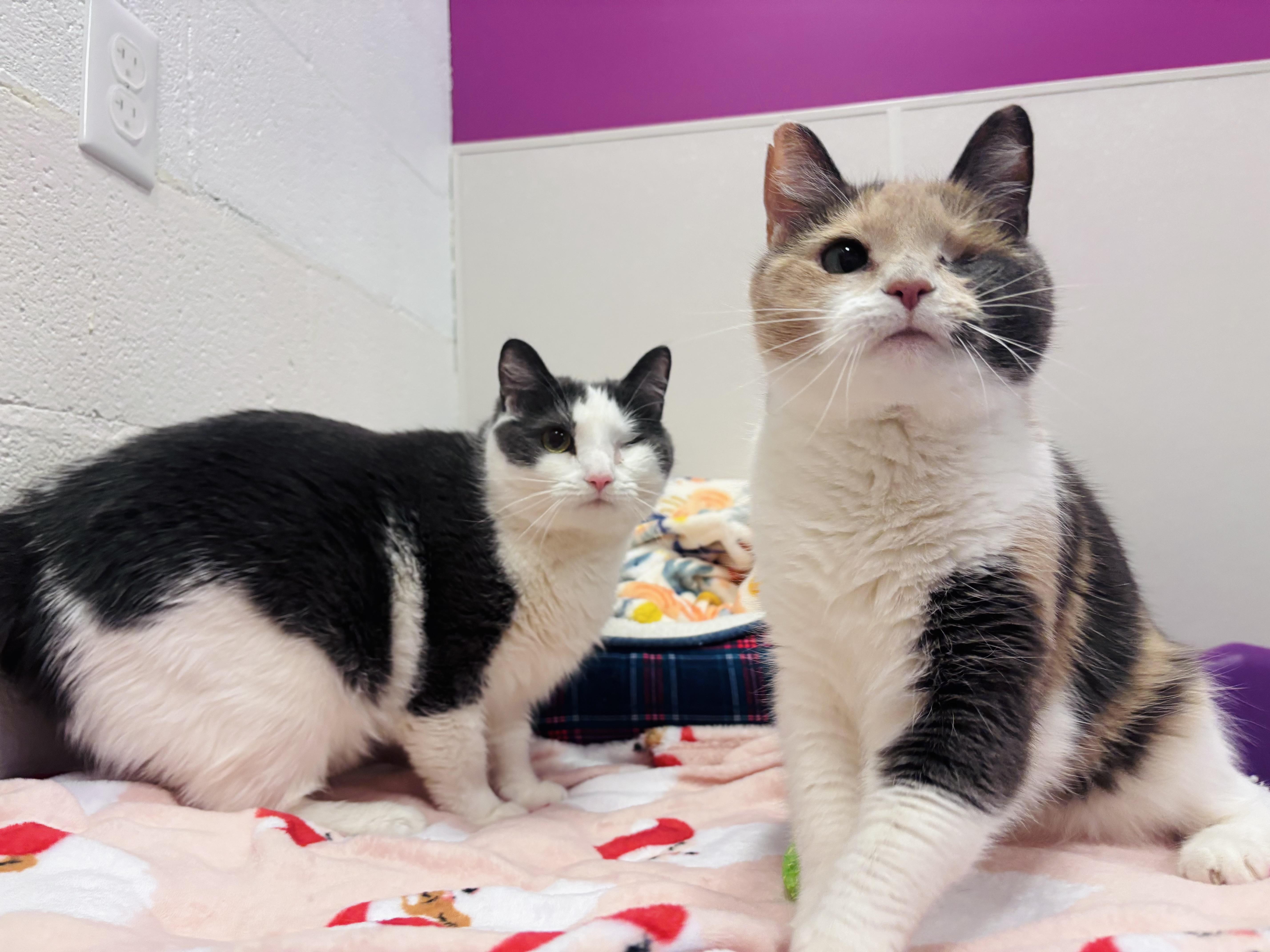 Winky, Adoptable, Adult Female Domestic Short Hair.