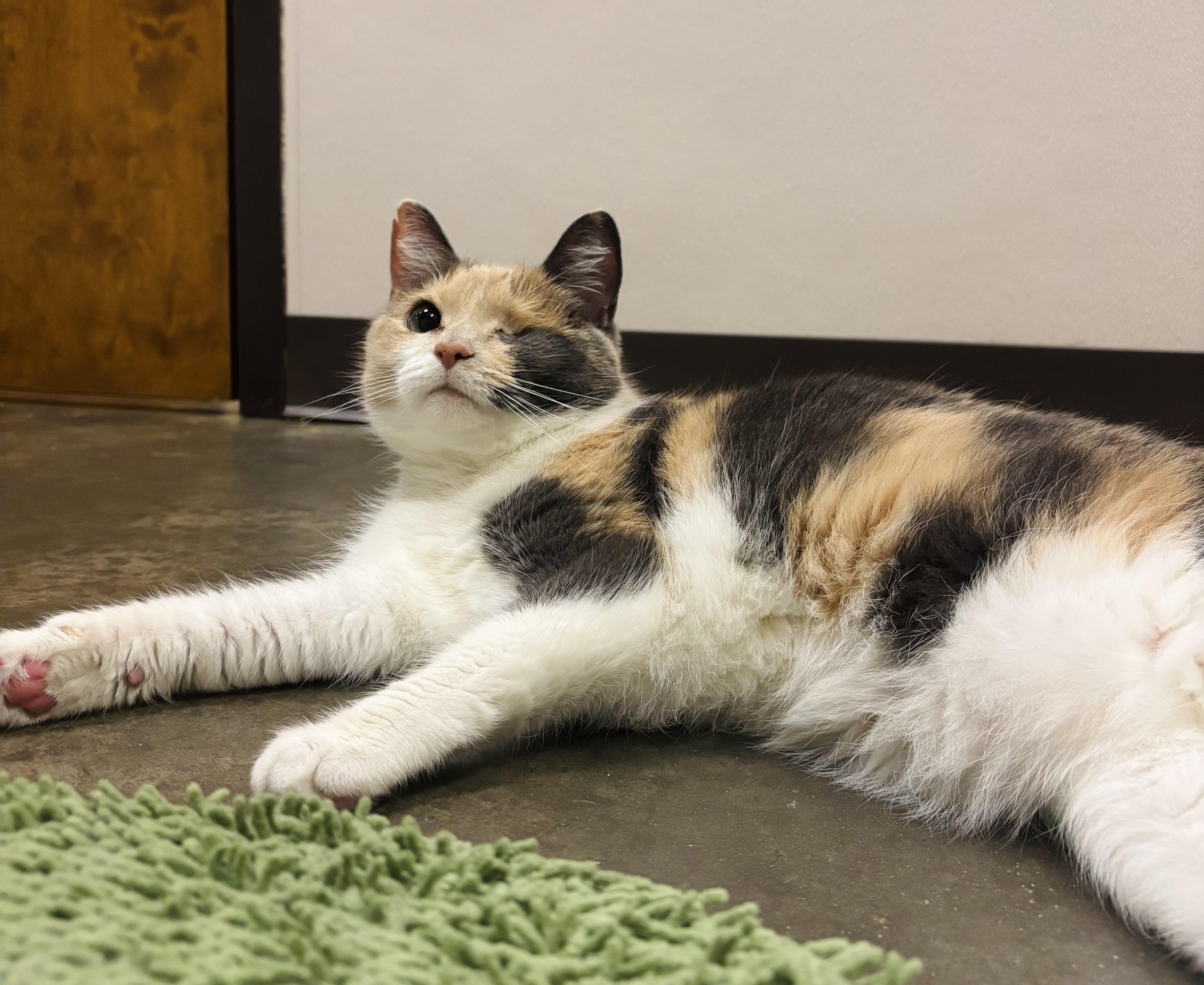 Winky, a Adoptable Domestic Short Hair in Salisbury, NC image 5/6