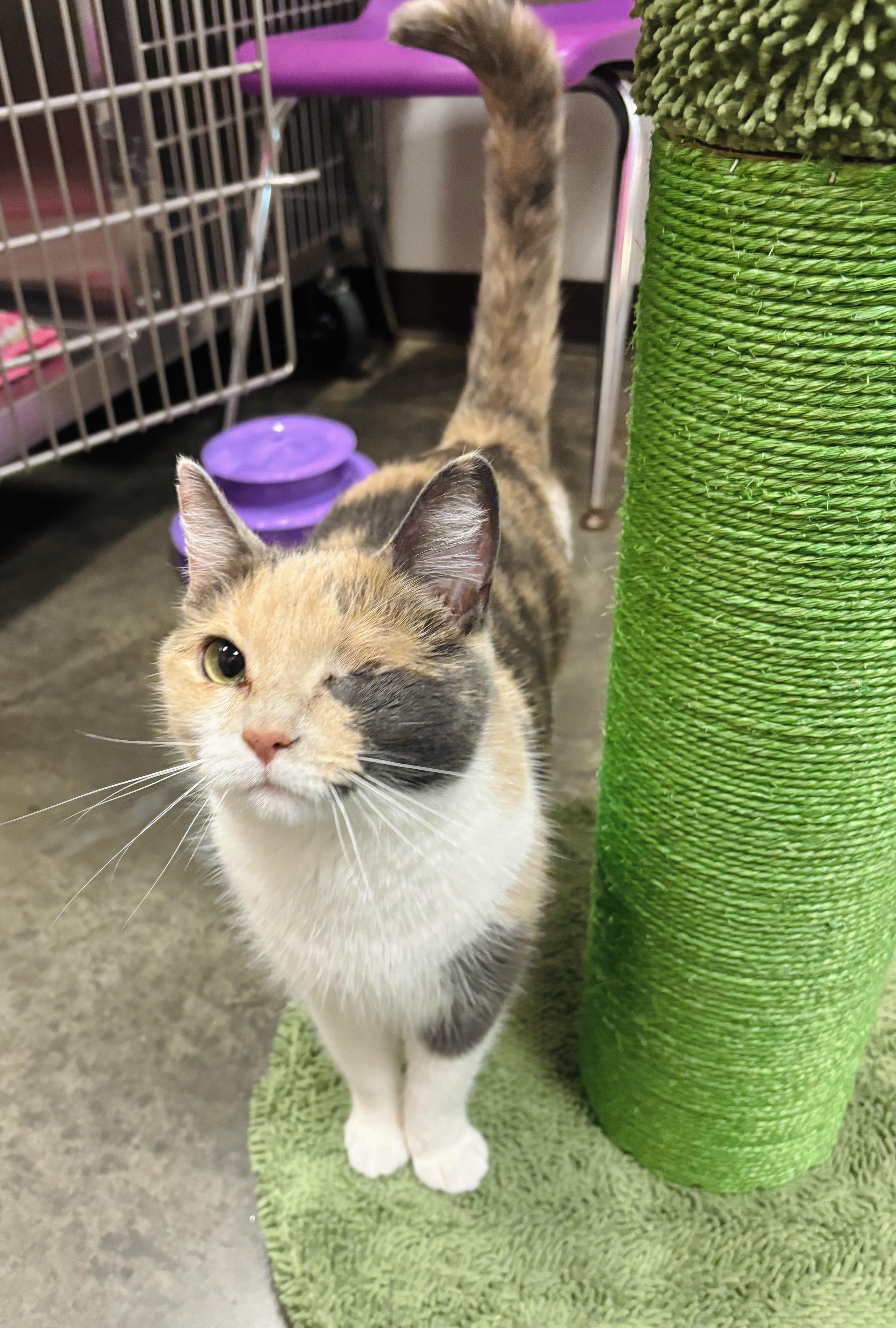 Winky, a Adoptable Domestic Short Hair in Salisbury, NC image 1/6