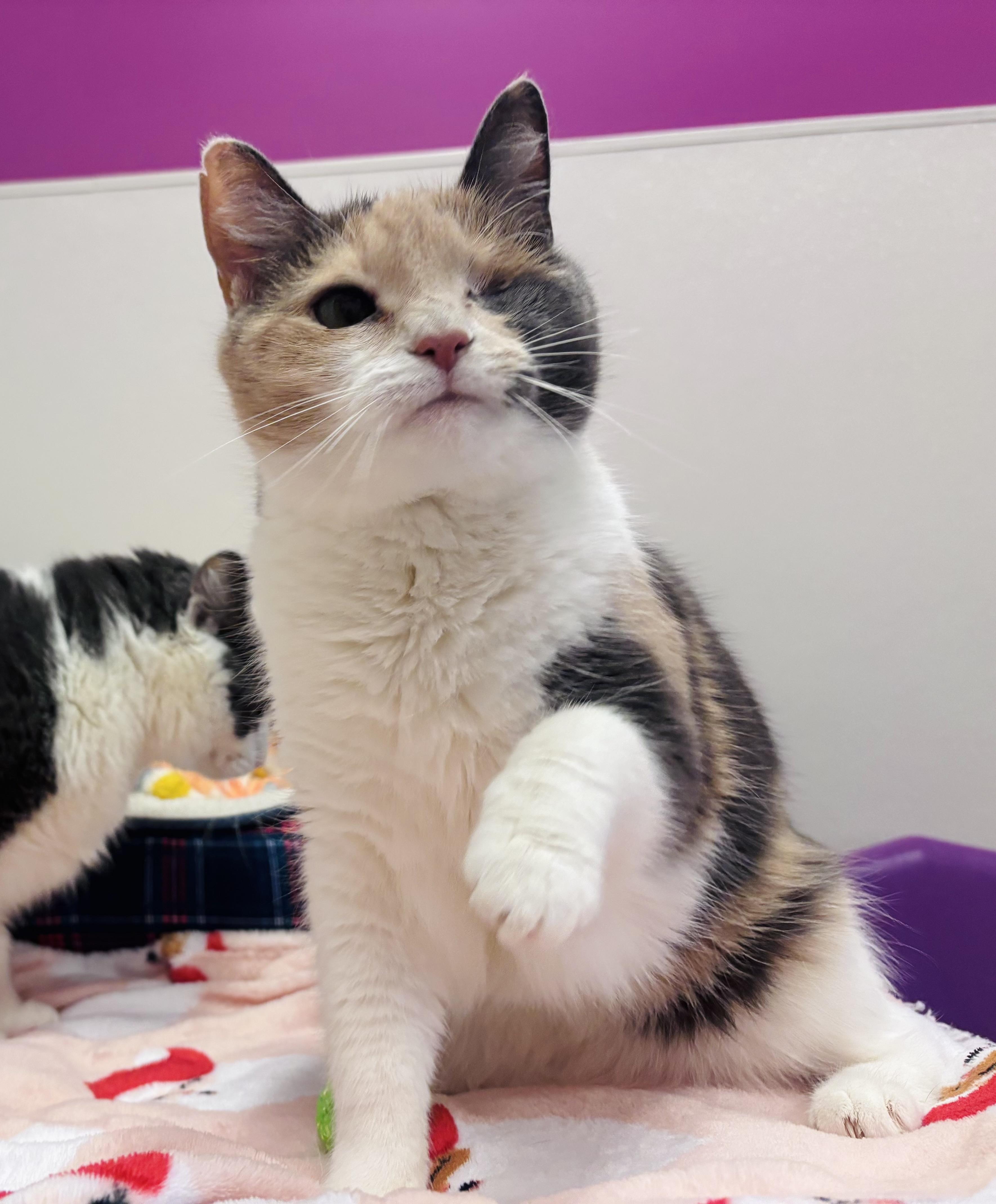 Enlarge Winky, a Adoptable Domestic Short Hair in Salisbury, NC image 5/5