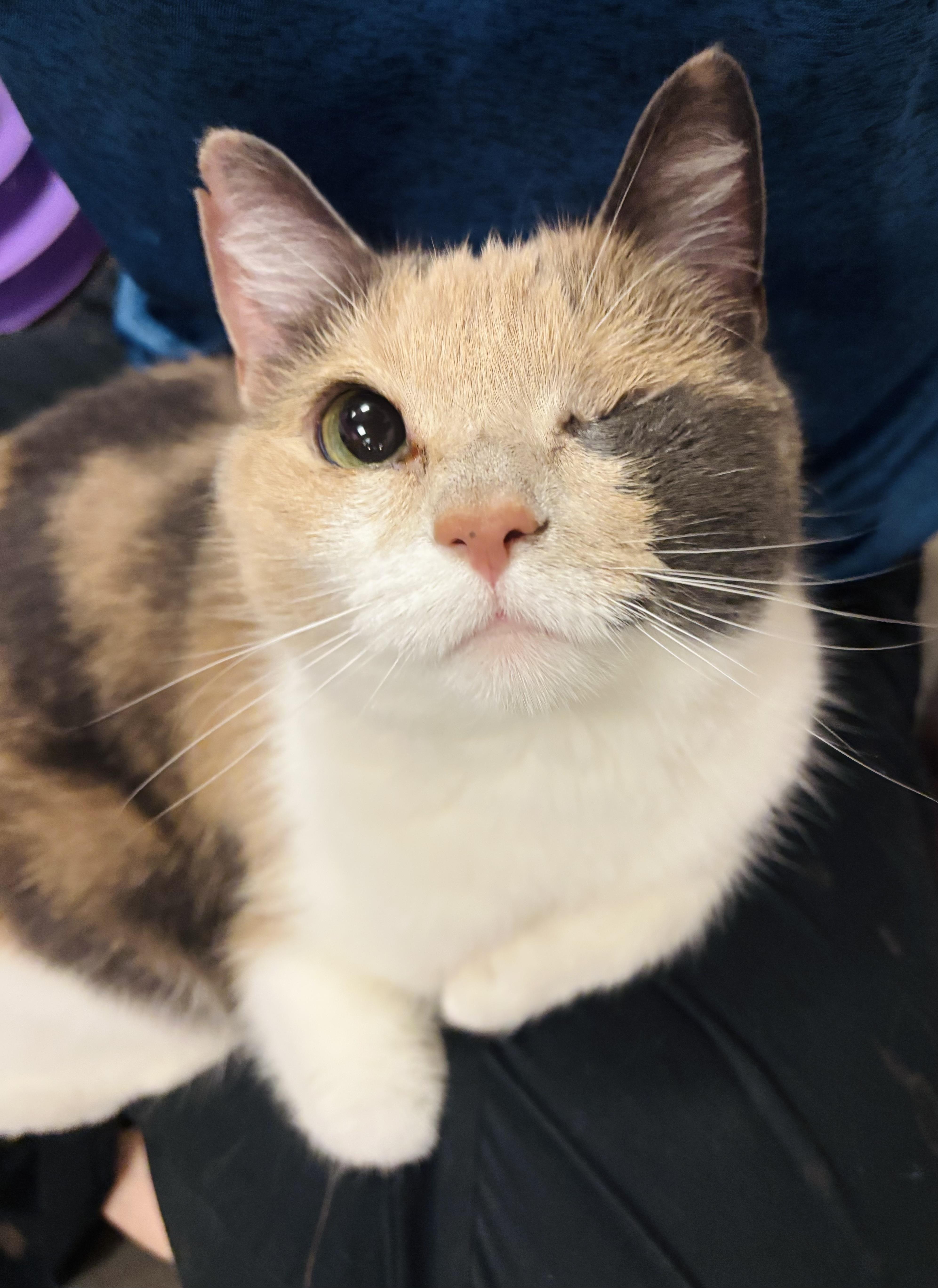 Winky, a Adoptable Domestic Short Hair in Salisbury, NC image 6/6