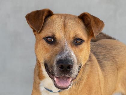 Julius, a Adoptable mixed breed in Longmont, CO image 1/2