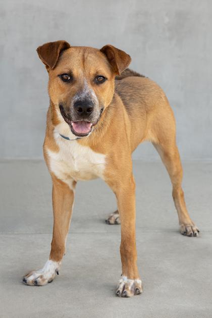 Julius, a Adoptable mixed breed in Longmont, CO image 2/2