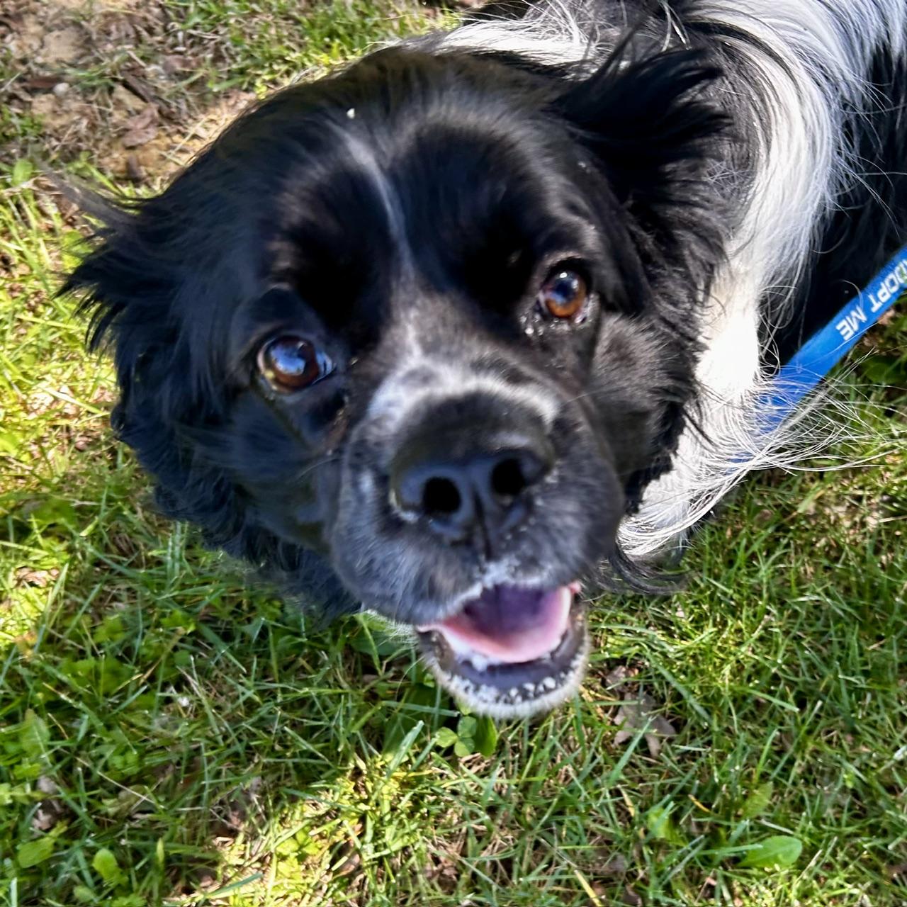 Enlarge Domino 5747 D, a Adoptable mixed breed in Frankfort, KY image 1/6