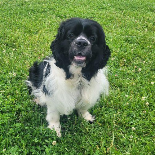 Domino 5747 D, Adoptable, Adult Male Cocker Spaniel & Mixed Breed.