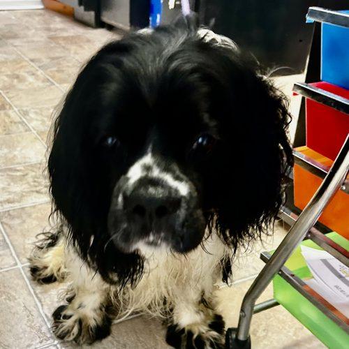 Domino 5747 D, Adoptable, Adult Male Cocker Spaniel & Mixed Breed.
