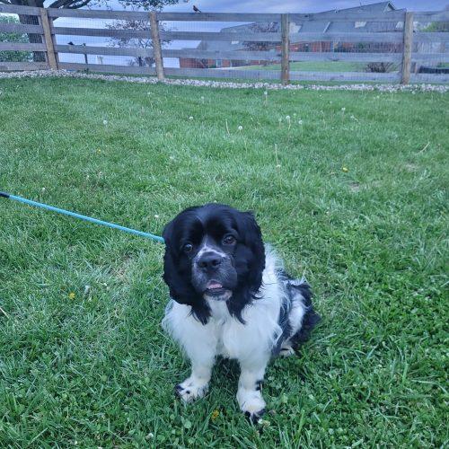 Enlarge Domino 5747 D, a Adoptable mixed breed in Frankfort, KY image 3/6