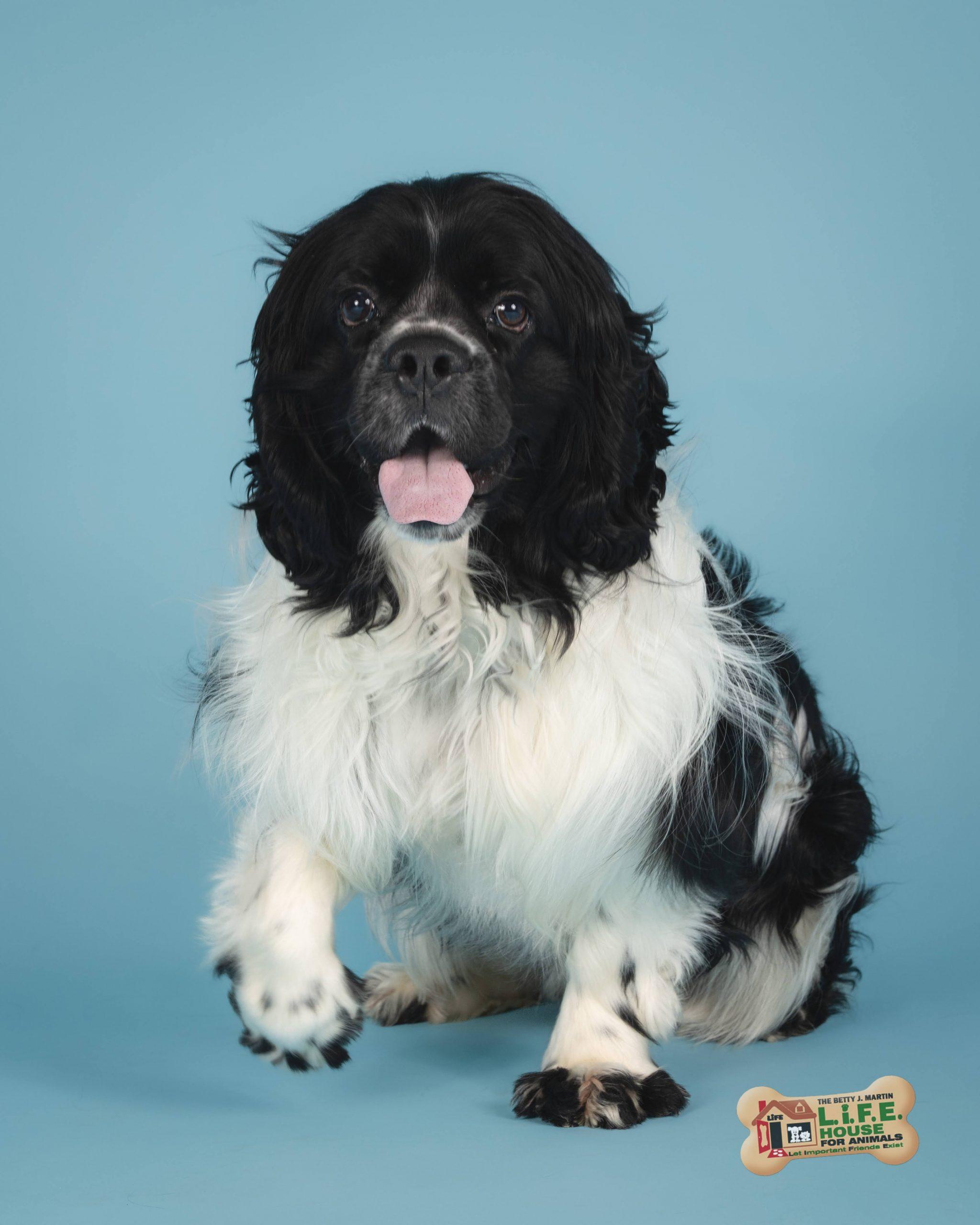 Enlarge Domino 5747 D, a Adoptable mixed breed in Frankfort, KY image 4/6