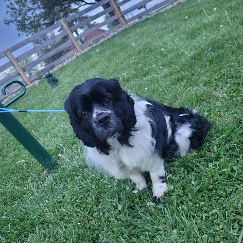 Enlarge Domino 5747 D, a Adoptable mixed breed in Frankfort, KY image 5/6