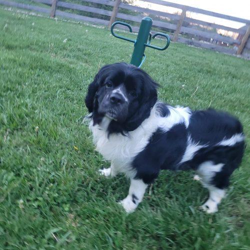 Enlarge Domino 5747 D, a Adoptable mixed breed in Frankfort, KY image 6/6