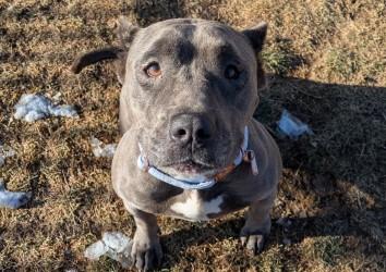 Bluebell, Adoptable, Adult Female Pit Bull Terrier & Mixed Breed.