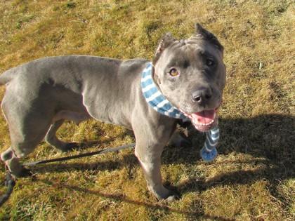Bluebell, a Adoptable mixed breed in Boulder, CO image 1/3