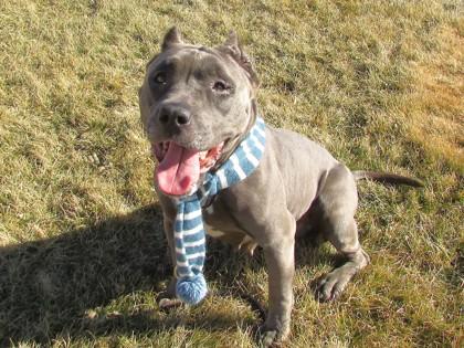 Bluebell, Adoptable, Adult Female Pit Bull Terrier & Mixed Breed.