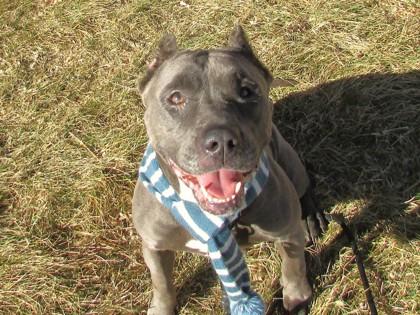 Bluebell, a Adoptable mixed breed in Boulder, CO image 3/3
