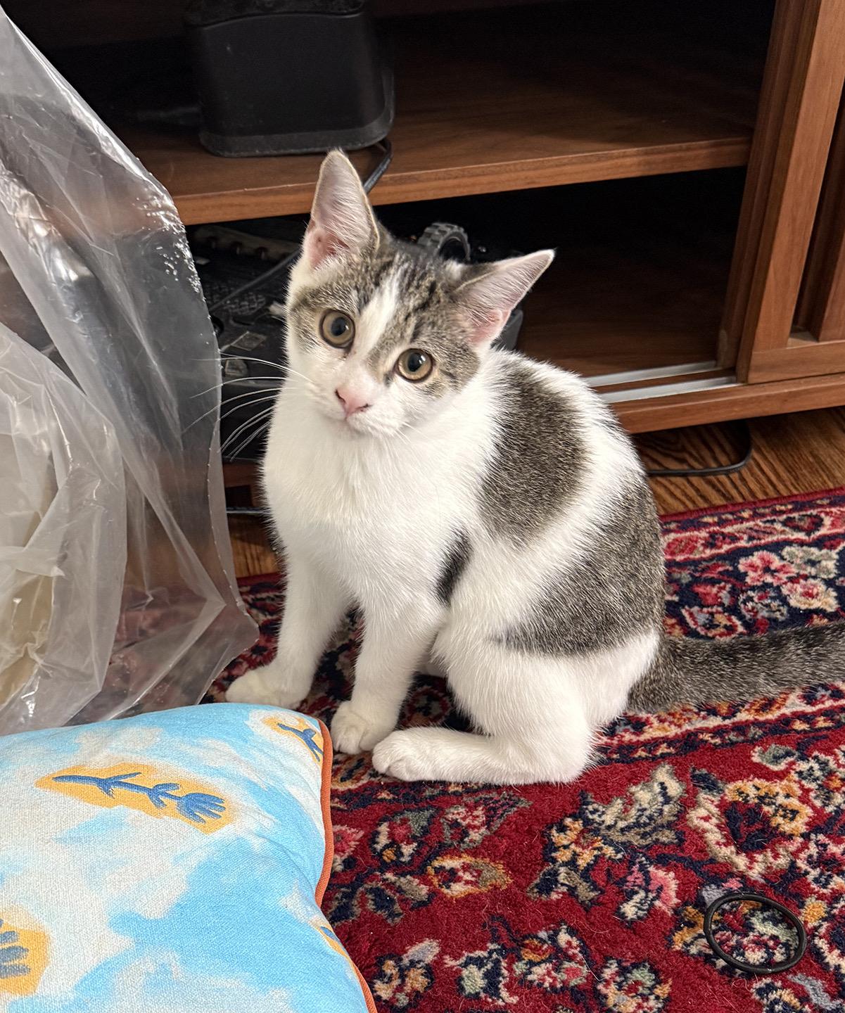 Patches Reno photo