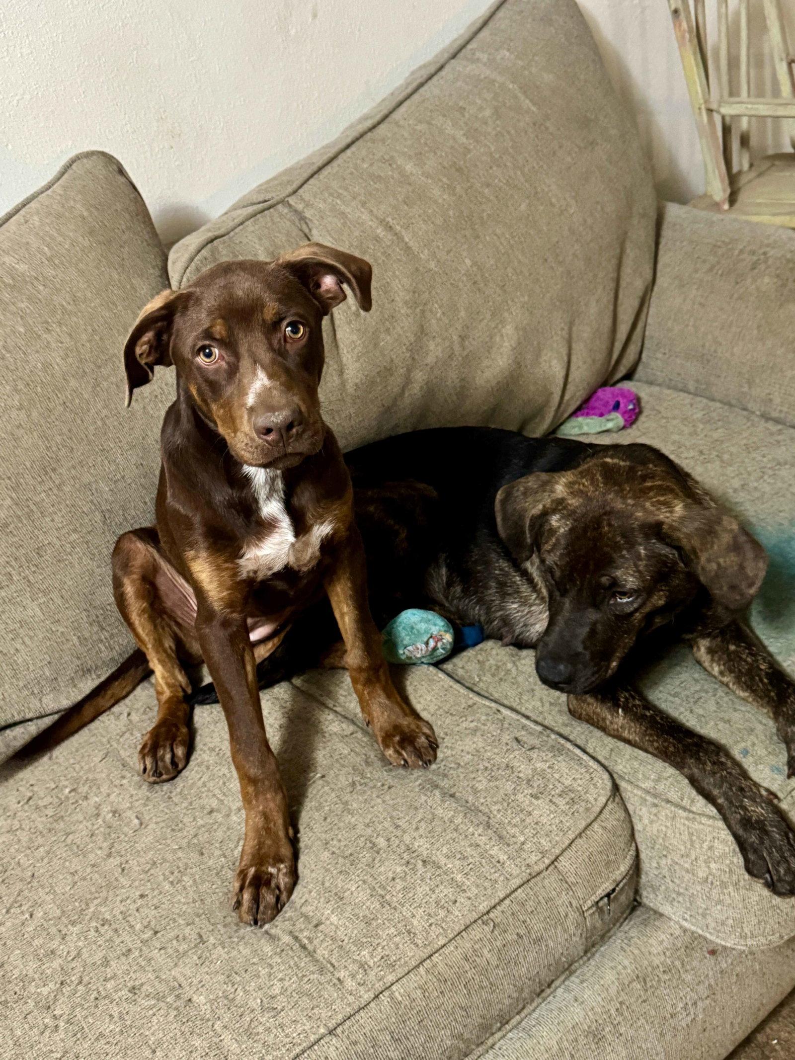 Sue *LOCAL*, Adoptable, Adult Female Mountain Cur.