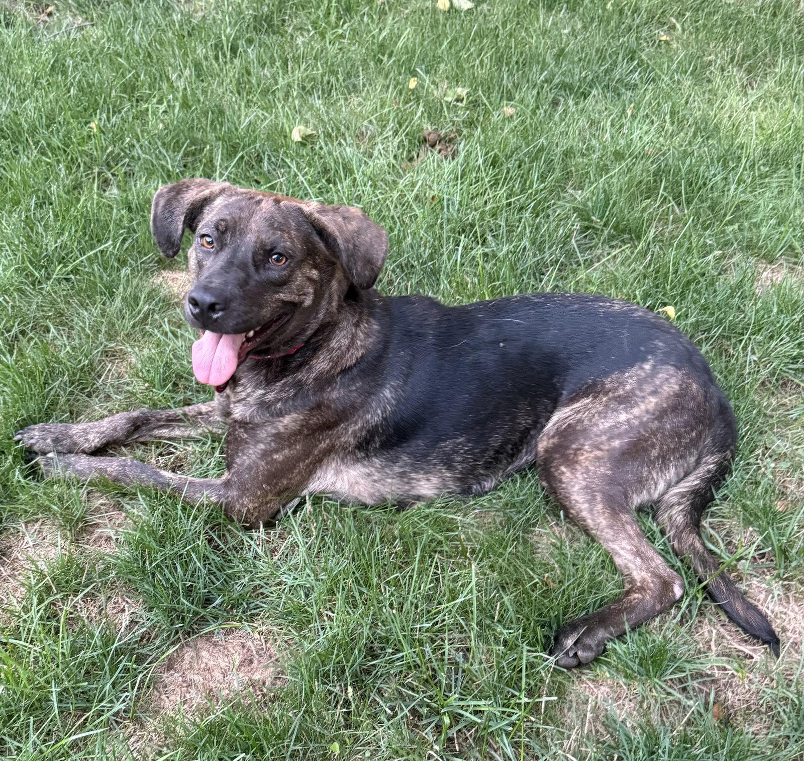 Sue *LOCAL*, Adoptable, Adult Female Mountain Cur.