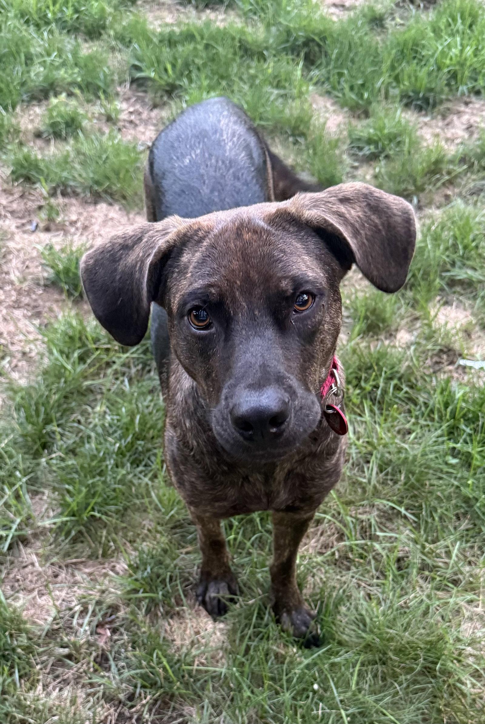 Enlarge Sue *LOCAL*, a Adoptable Mountain Cur in Wakefield, RI image 2/3
