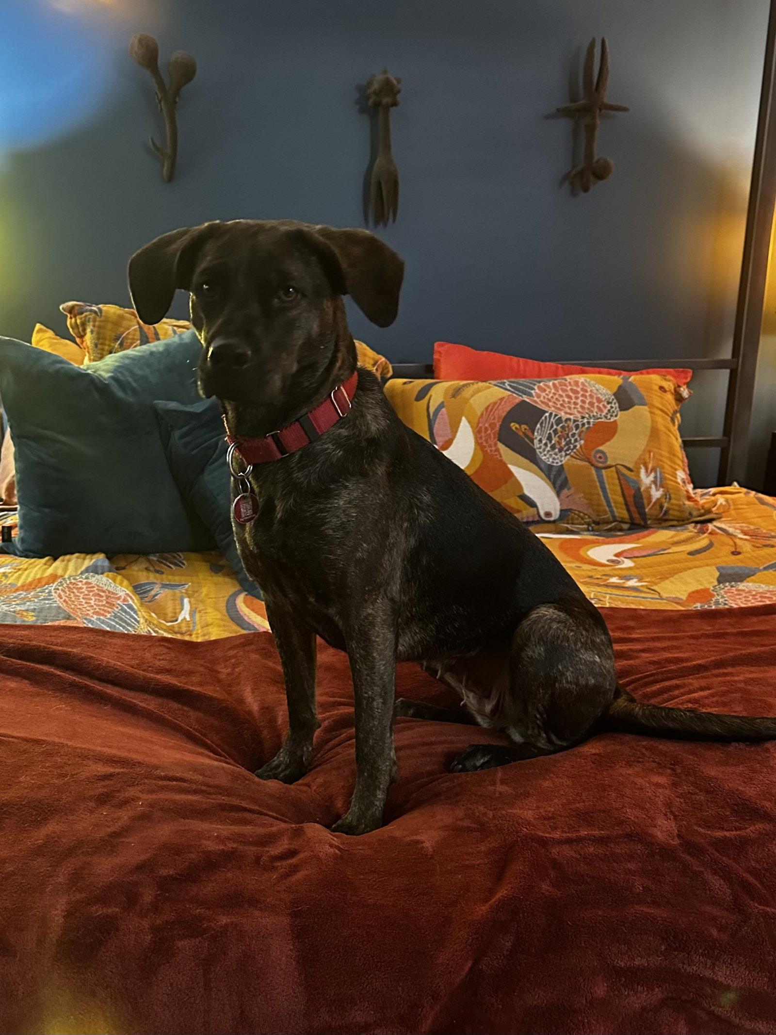 Enlarge Sue *LOCAL*, a Adoptable Mountain Cur in Wakefield, RI image 3/3