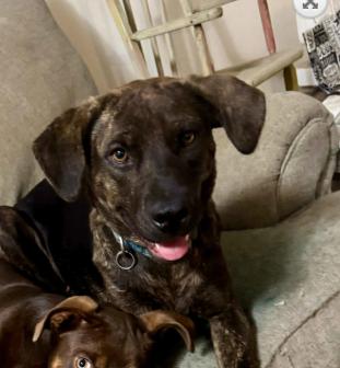 Sue *LOCAL*, a Adoptable Mountain Cur in Wakefield, RI image 2/3