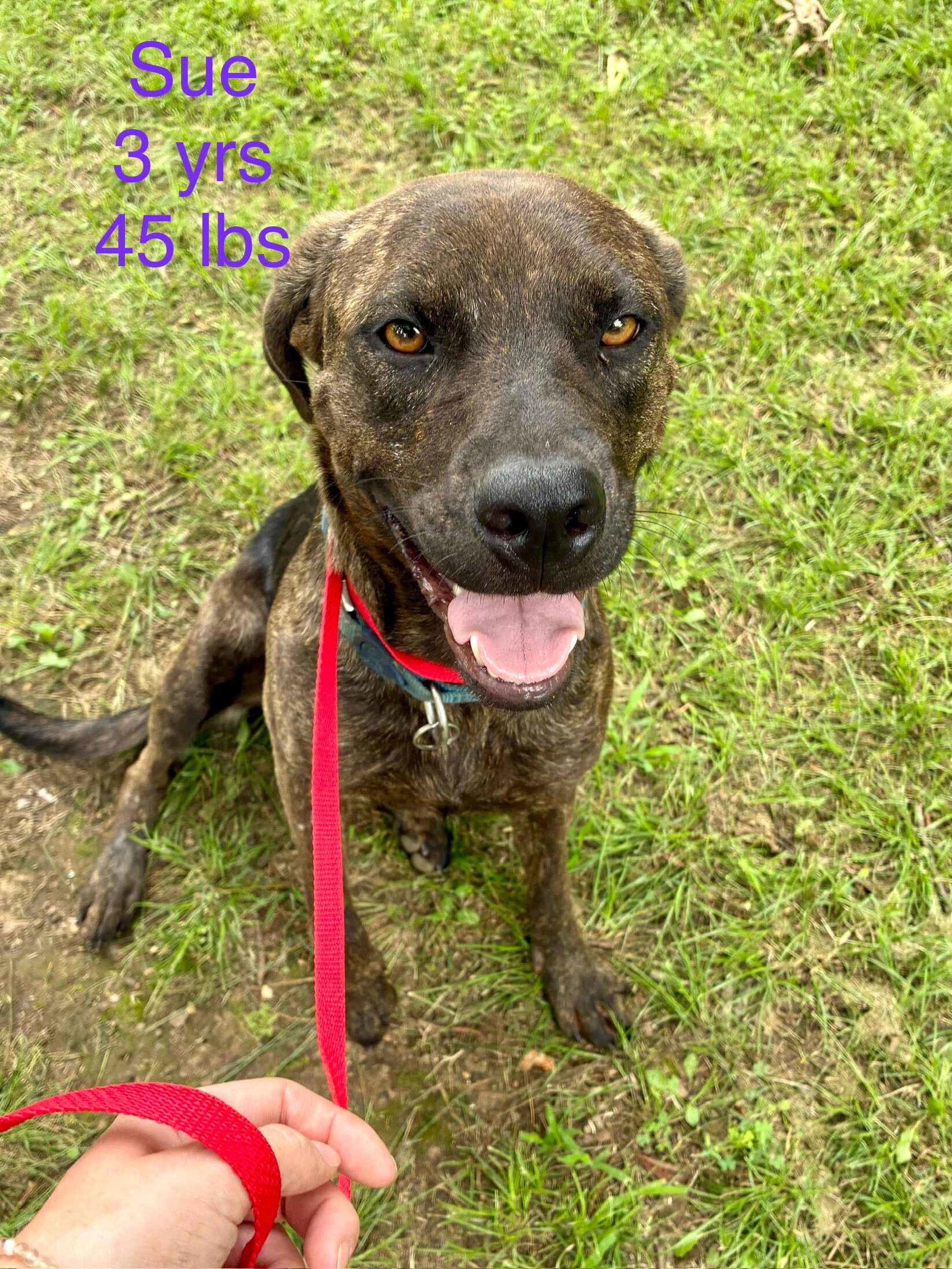 Sue *LOCAL*, a Adoptable Mountain Cur in Wakefield, RI image 3/3