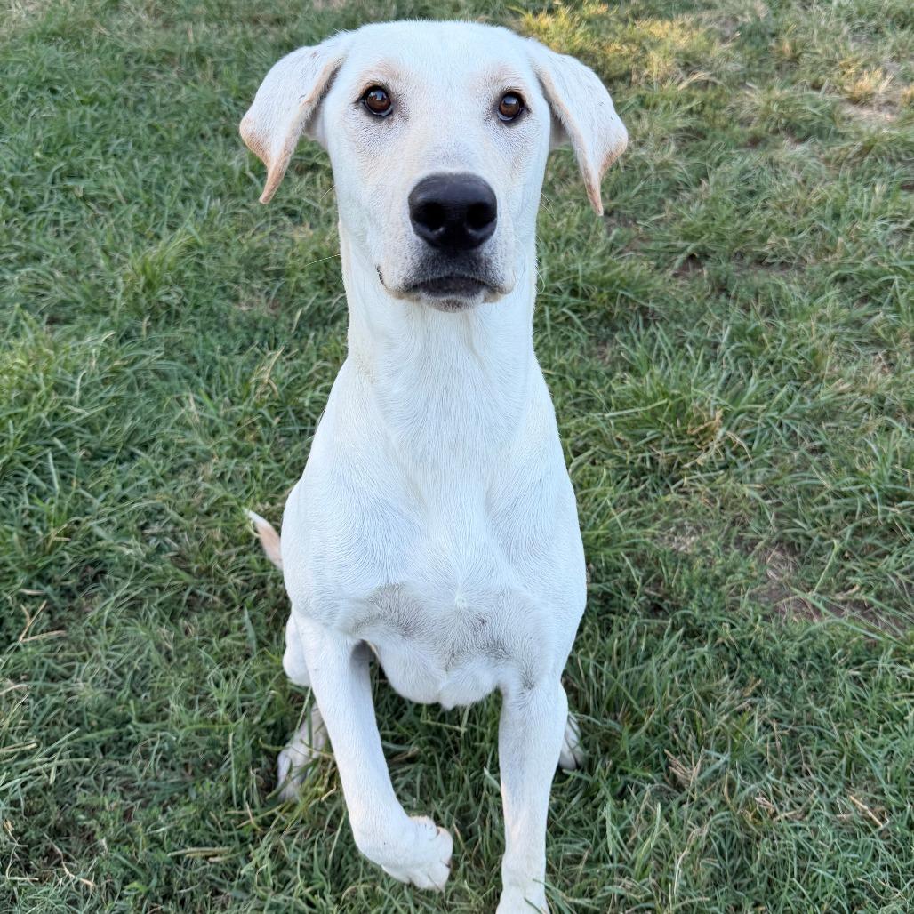 Enlarge DiNozzo, a Adoptable Labrador Retriever in Stillwater, OK image 1/1
