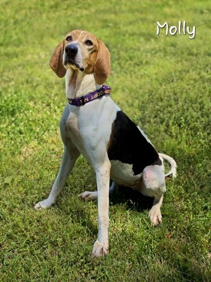 Enlarge Molly, an adopted Coonhound in Bishop, GA image 2/6