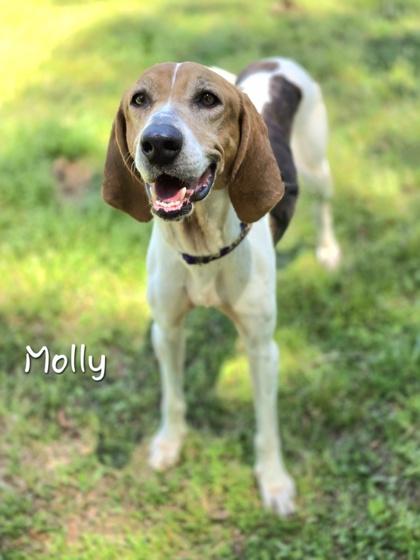 Enlarge Molly, an adopted Coonhound in Bishop, GA image 1/6