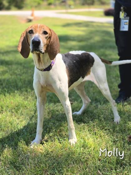 Enlarge Molly, an adopted Coonhound in Bishop, GA image 4/6