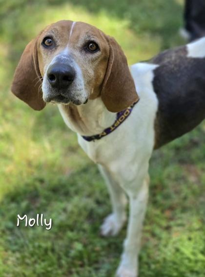 Enlarge Molly, an adopted Coonhound in Bishop, GA image 6/6
