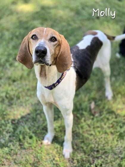 Enlarge Molly, an adopted Coonhound in Bishop, GA image 3/6