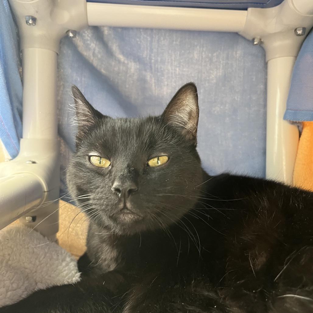 Enlarge Sasuke, a Adoptable Domestic Short Hair in Taos, NM image 2/4