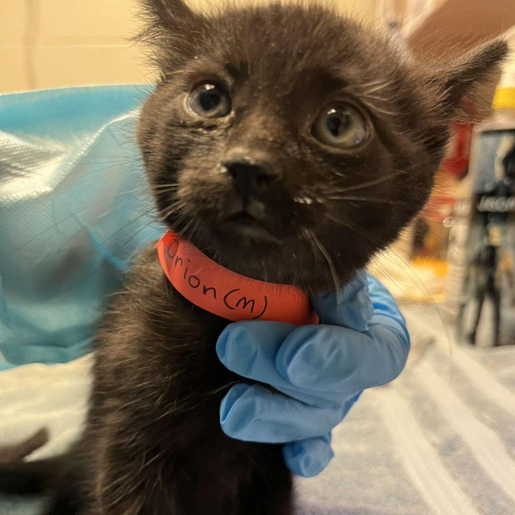 Enlarge Sasuke, a Adoptable Domestic Short Hair in Taos, NM image 4/4