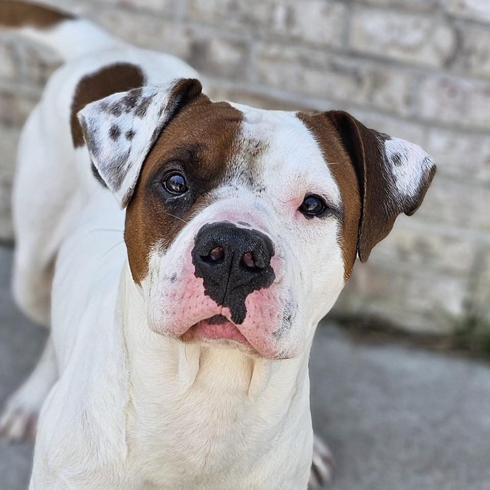 Enlarge Judd, a Adoptable mixed breed in Bay City, MI image 2/3