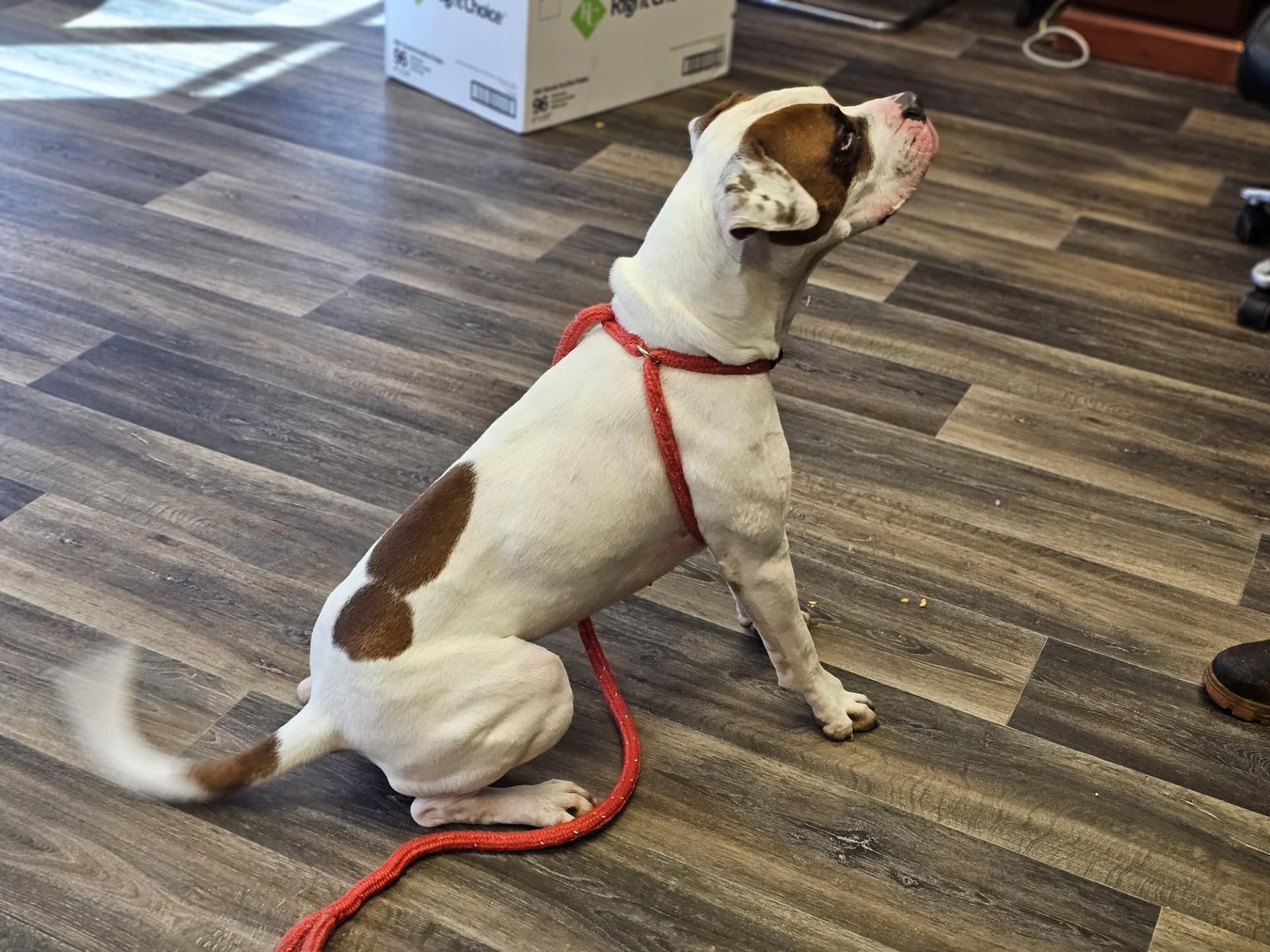 Enlarge Judd, a Adoptable mixed breed in Bay City, MI image 3/3