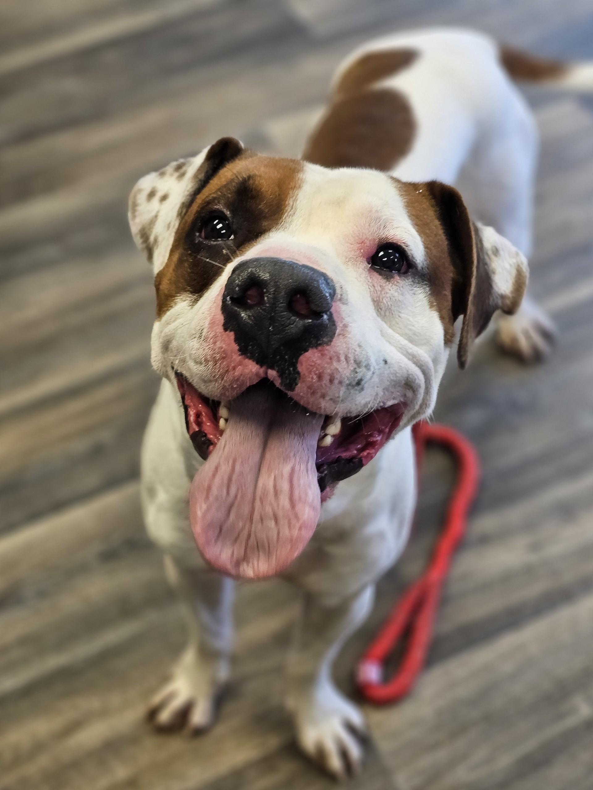 Judd, Adoptable, Adult Male Boxer.