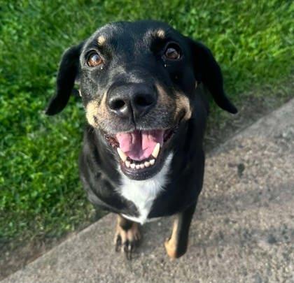 Lexi, Adoptable, Adult Female Hound & Mixed Breed.