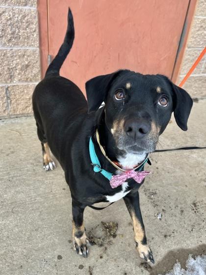 Lexi, a Adoptable mixed breed in Quakertown, PA image 3/3