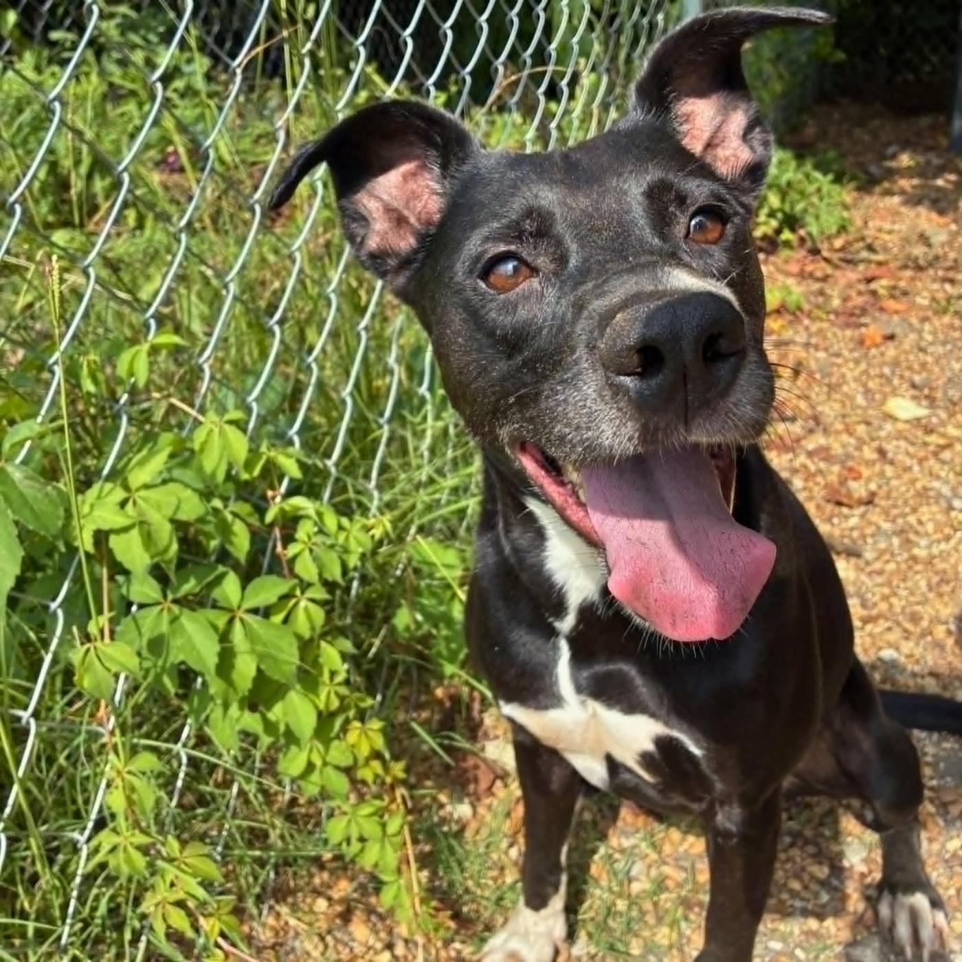 Luna Lemon, a Adoptable mixed breed in Anniston, AL image 2/6