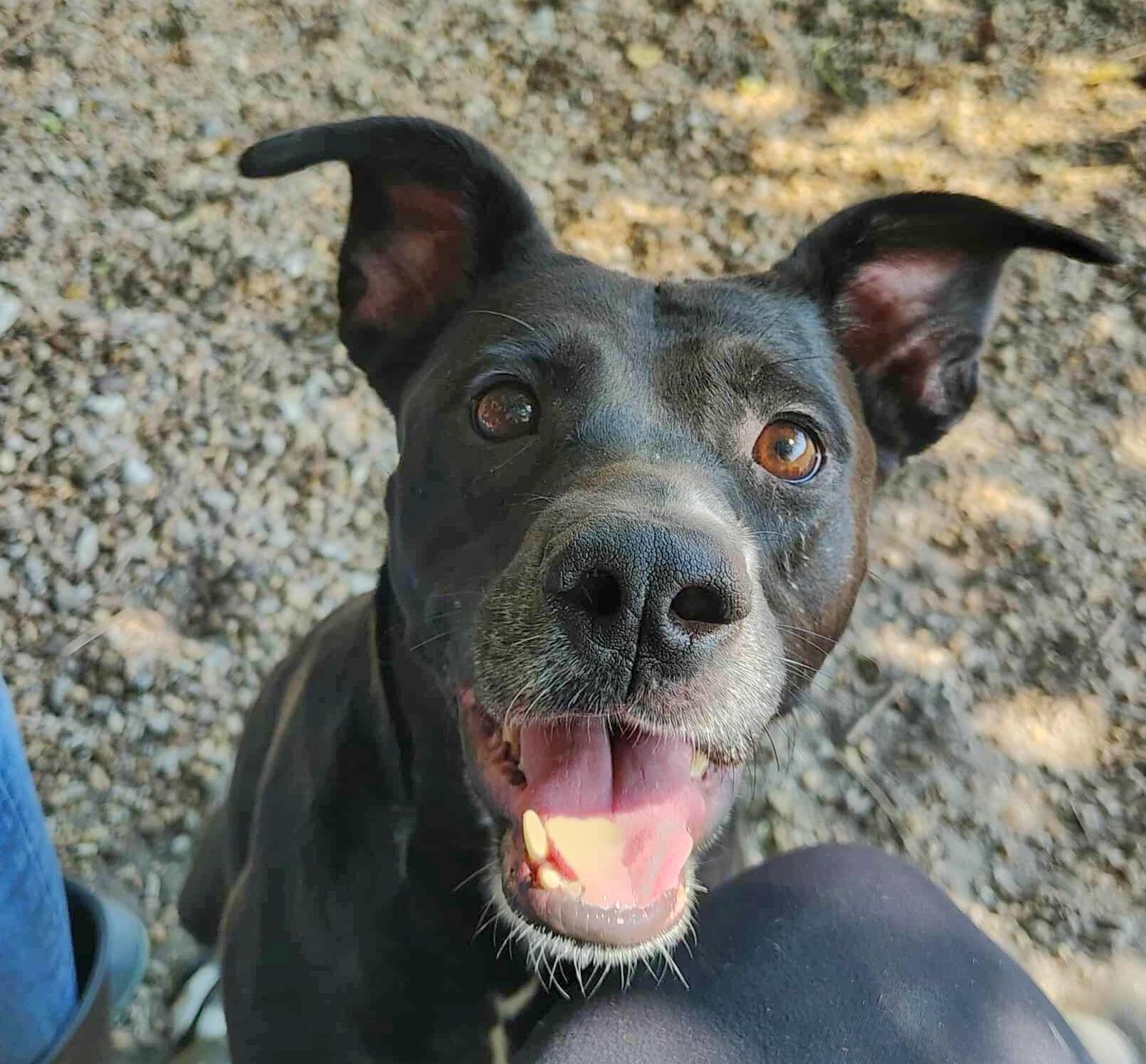 Luna Lemon, Adoptable, Adult Female Mixed Breed.